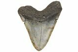 Huge, Fossil Megalodon Tooth - North Carolina #207995-1